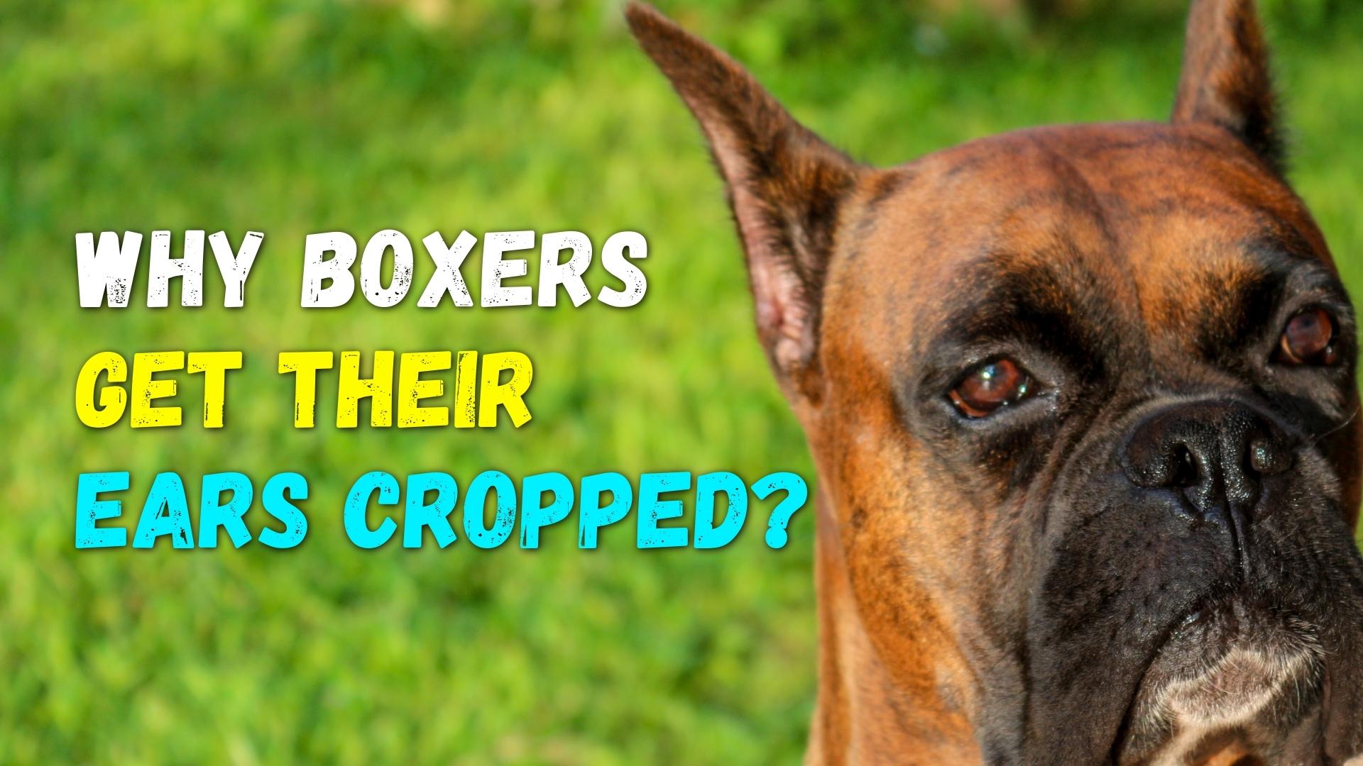 Boxer Dog Ears: Why Do Boxers Get Their Ears Cropped?