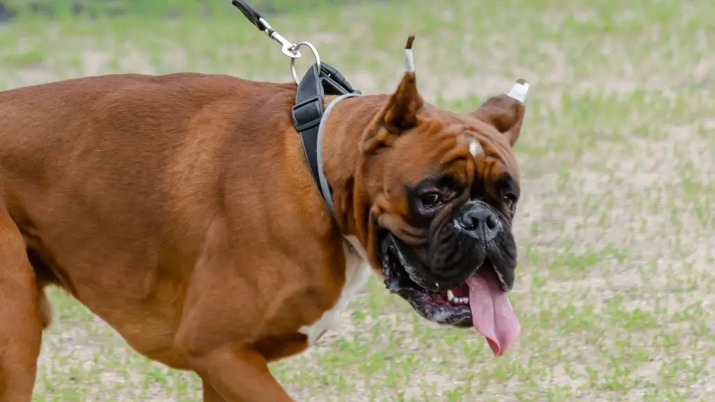 Boxers dog with cropped ears