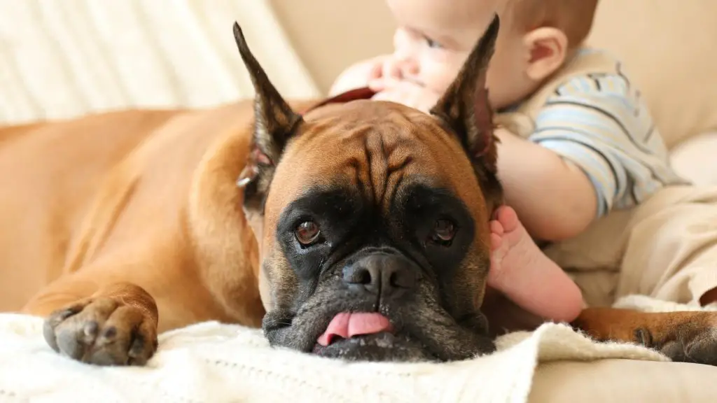 Boxers dog with cropped ears 