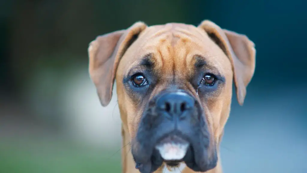 Boxers dog with floppy ears