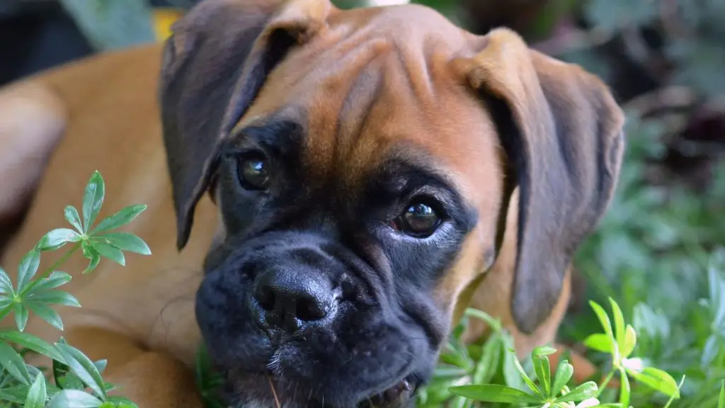 Boxers puppy with floppy ears