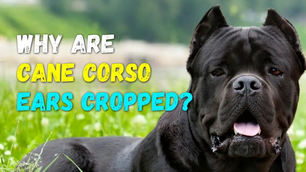 Cane Corso Ear Cropping