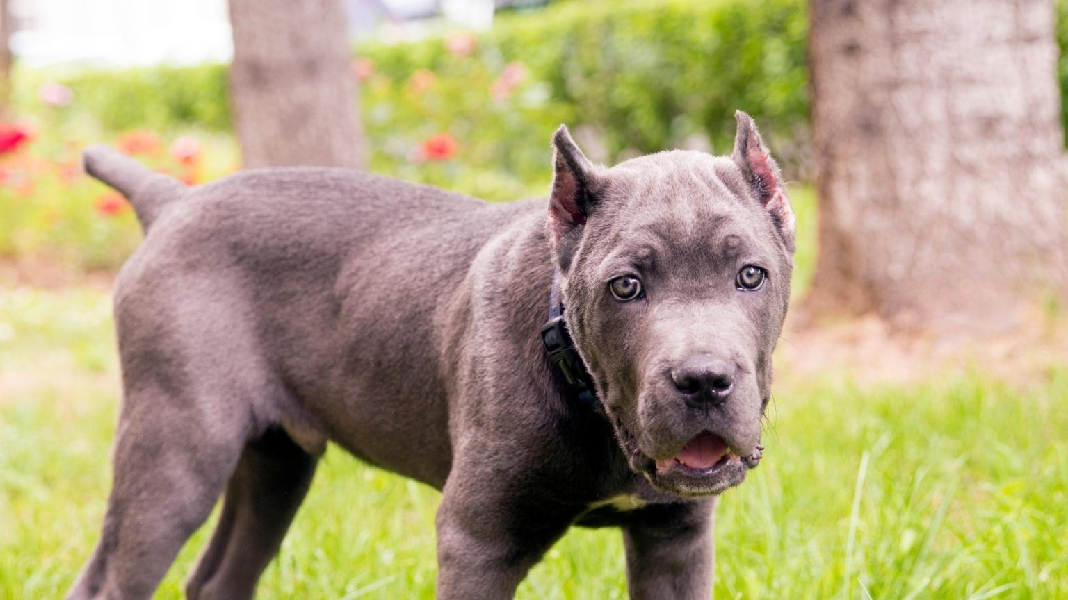 Cane Corso Ear Cropping Why Are Cane Corso Ears Cropped?