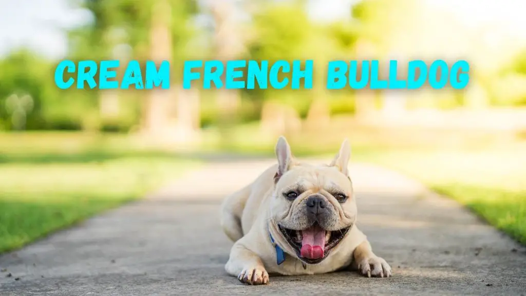 Cream French Bulldog