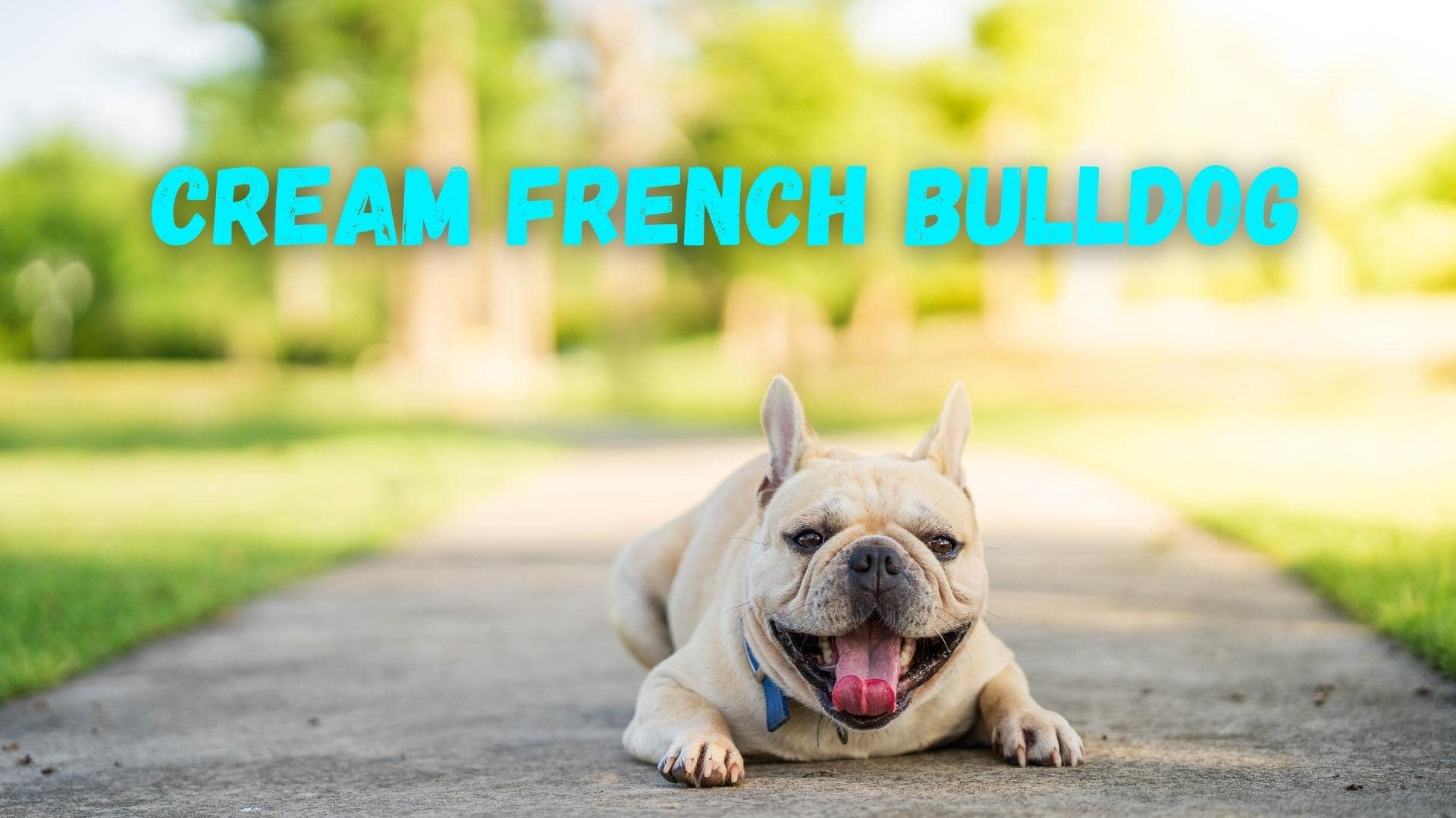 Cream French Bulldog: Complete Guide To These Rare Frenchies