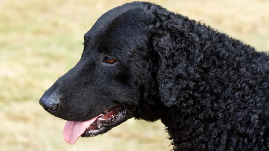 Curly-Coated Retriever