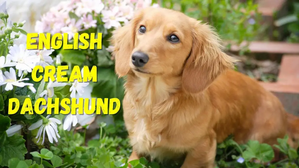 English Cream Dachshund