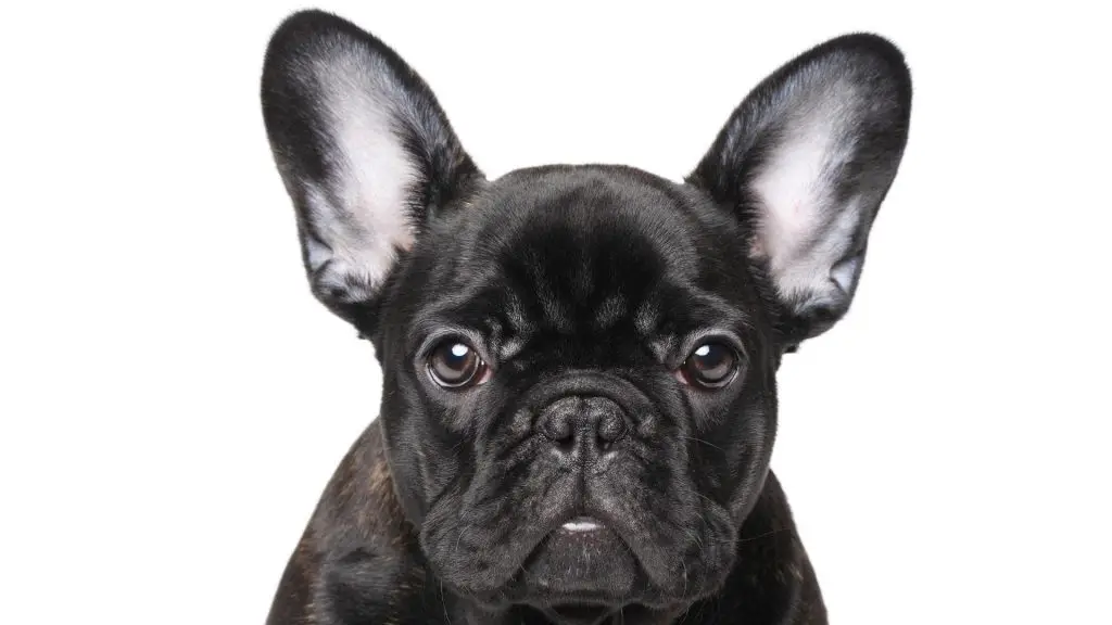 French Bulldog Common Ear Problems