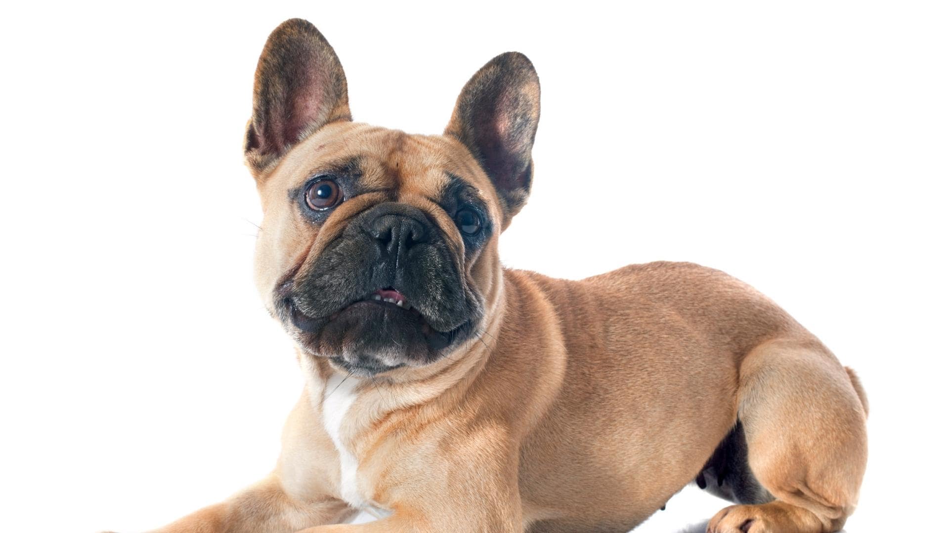 French Bulldog Ears Growth Stages, Problems, Cleaning & More