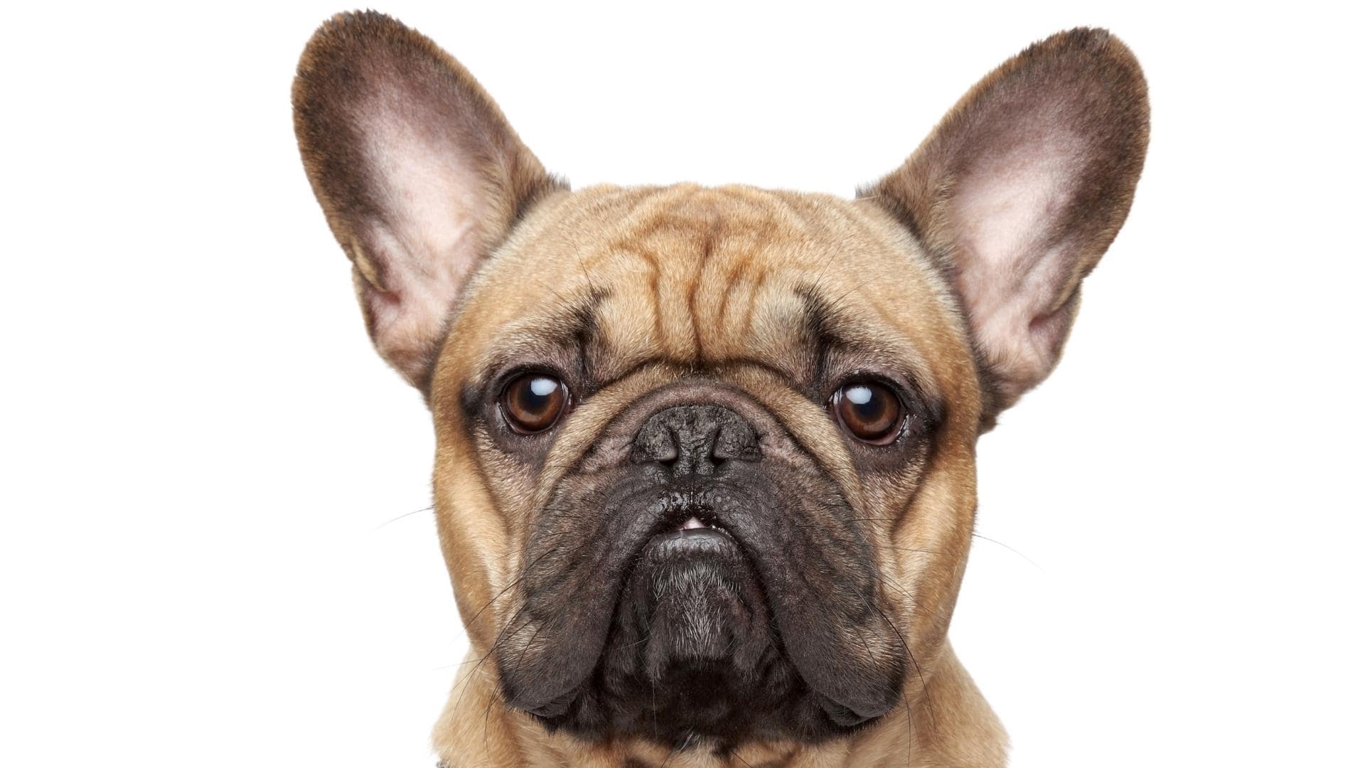 French Bulldog Ear Positions Chart