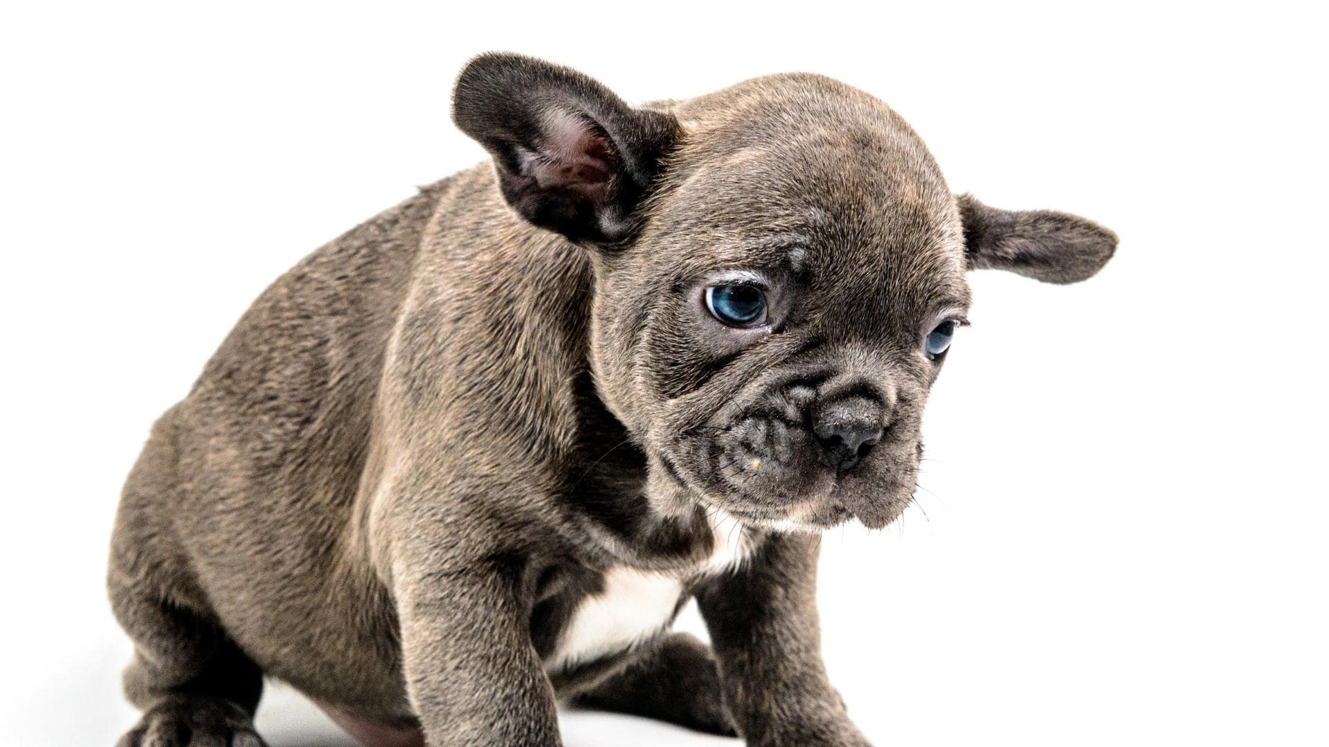 French Bulldog Floppy Ears: Why It Happens & 5 Fixes