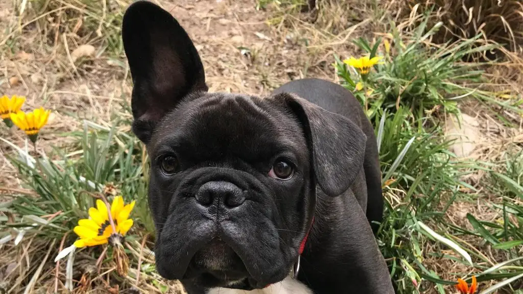 French Bulldog One Floppy Ear