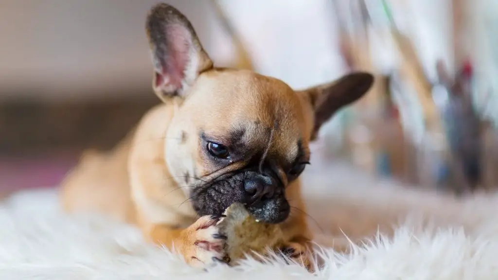 French Bulldog With Floppy Ears