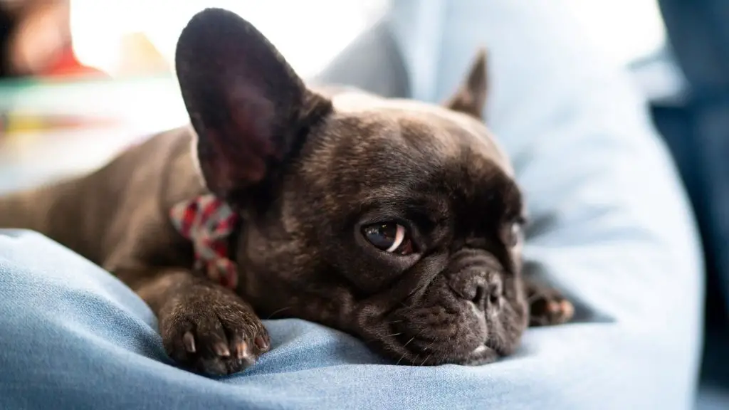 French Bulldog Floppy Ears