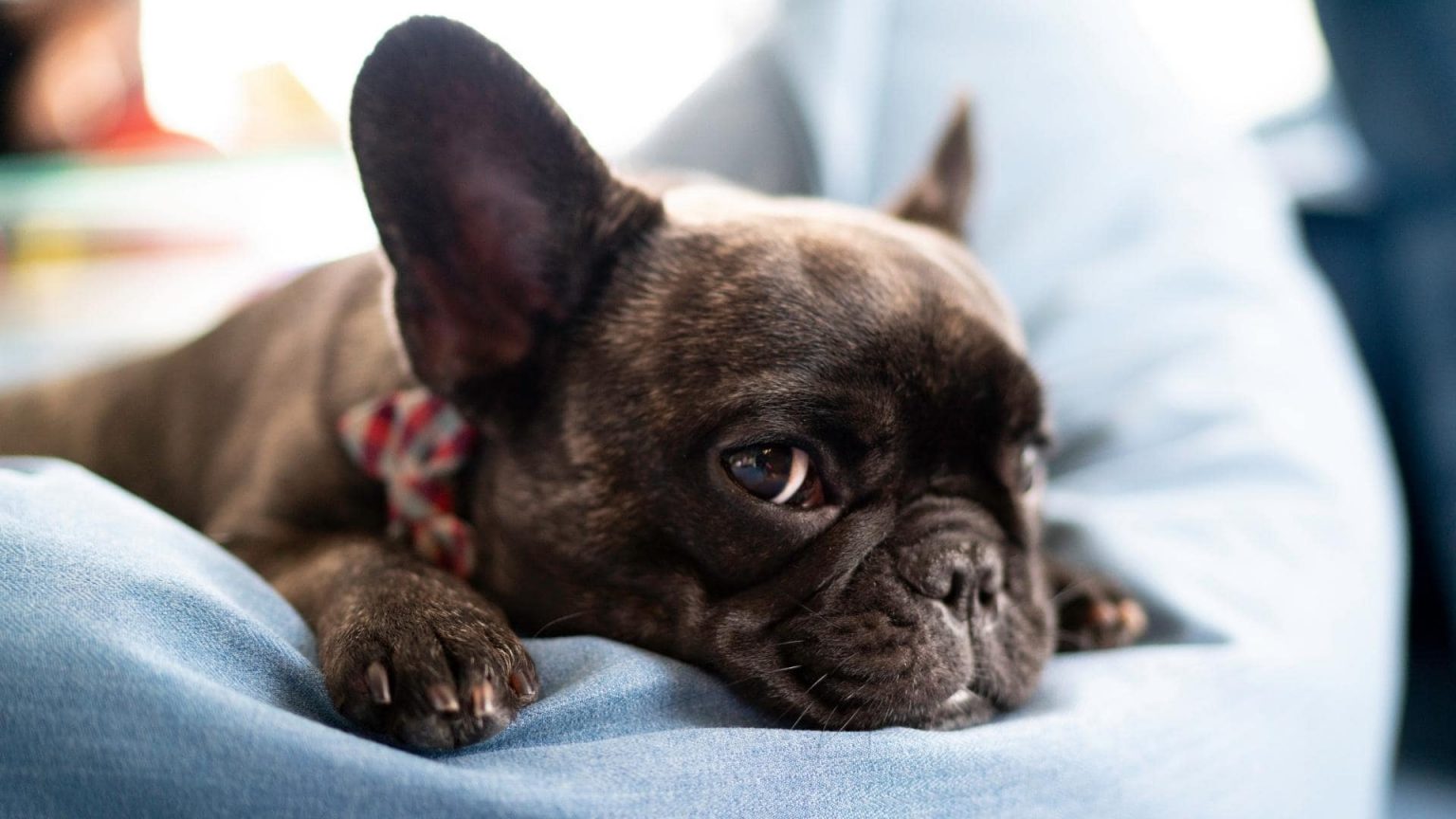 French Bulldog Floppy Ears: Why It Happens & 5 Fixes