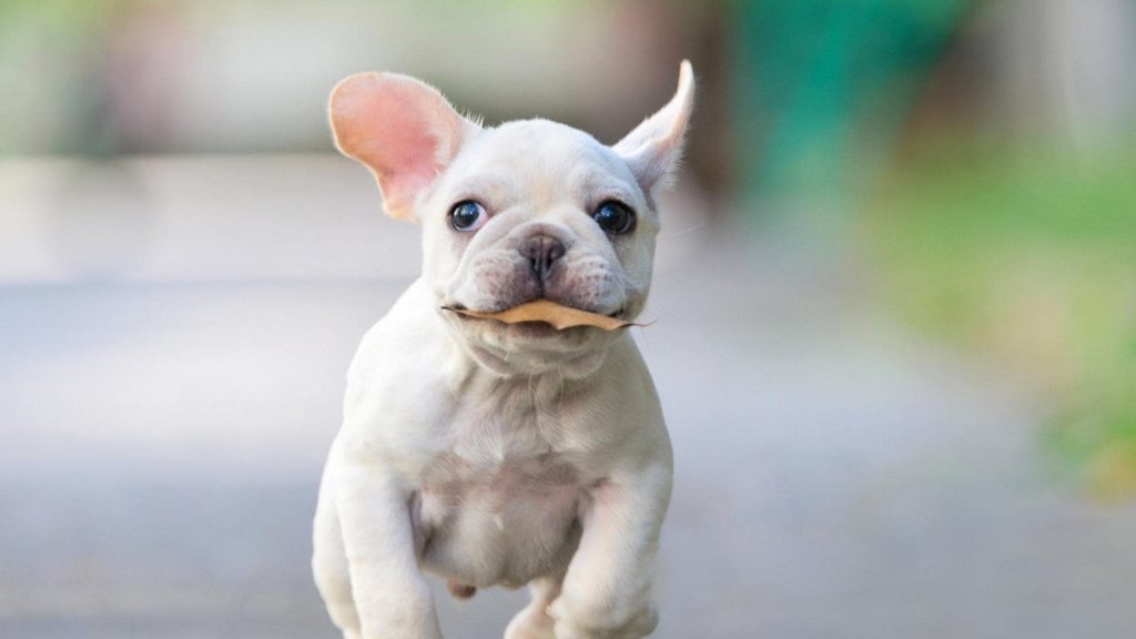 French Bulldog Ear Strengthening