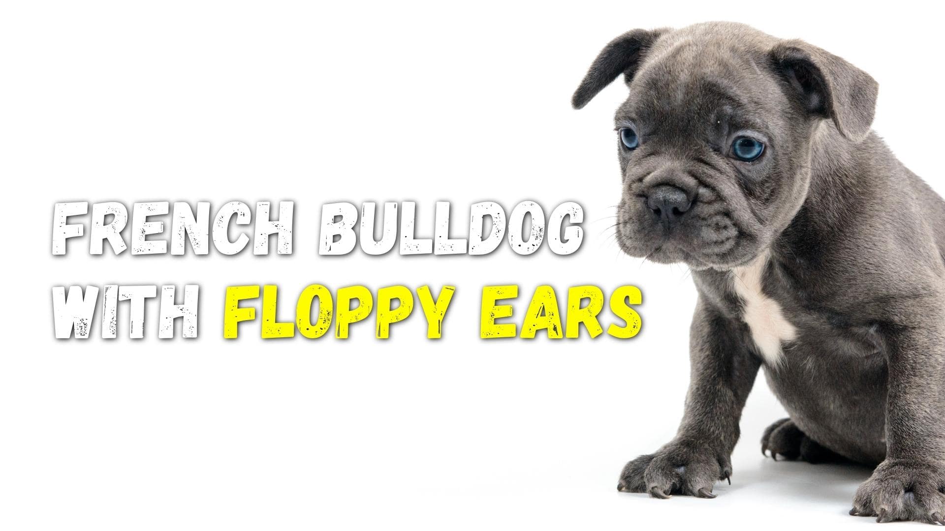 French Bulldog Floppy Ears