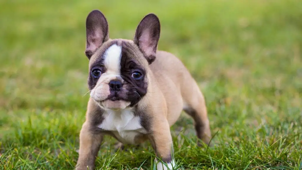 French Bulldog Puppy Ears