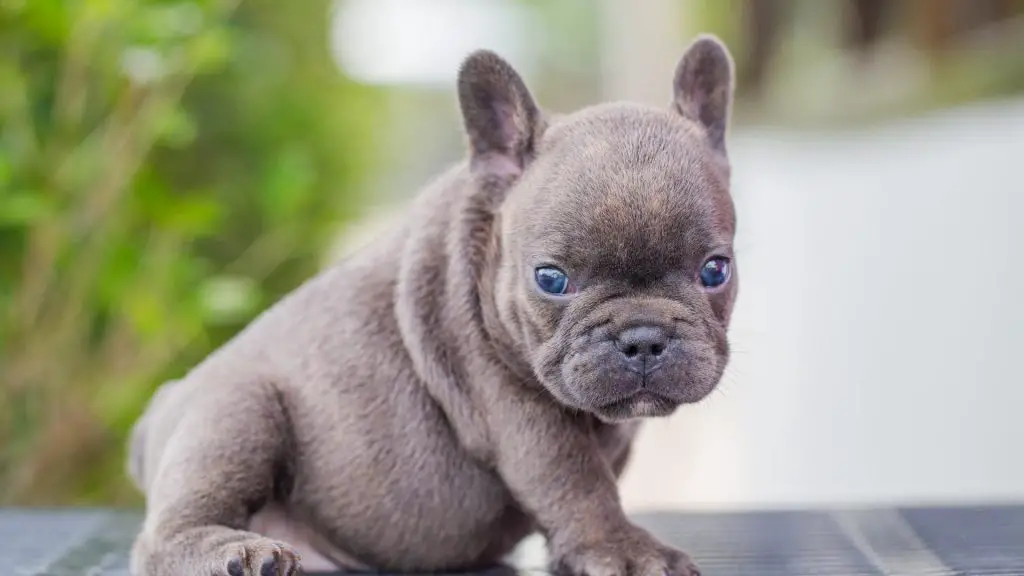 French Bulldog Puppy Ears