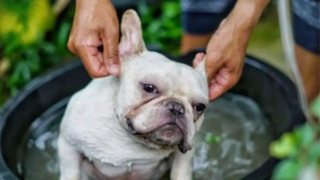 French Bulldog ear cleaning