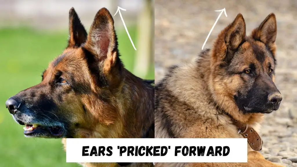 German Shepherd Ear position meaning