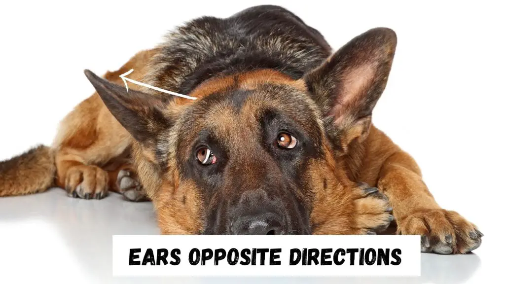 German Shepherd Ear Chart & Position Meanings (+ Ear Stages)