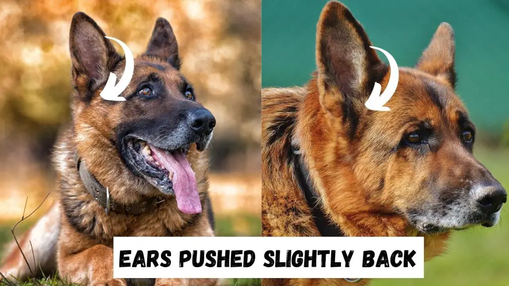 German Shepherd Ears back