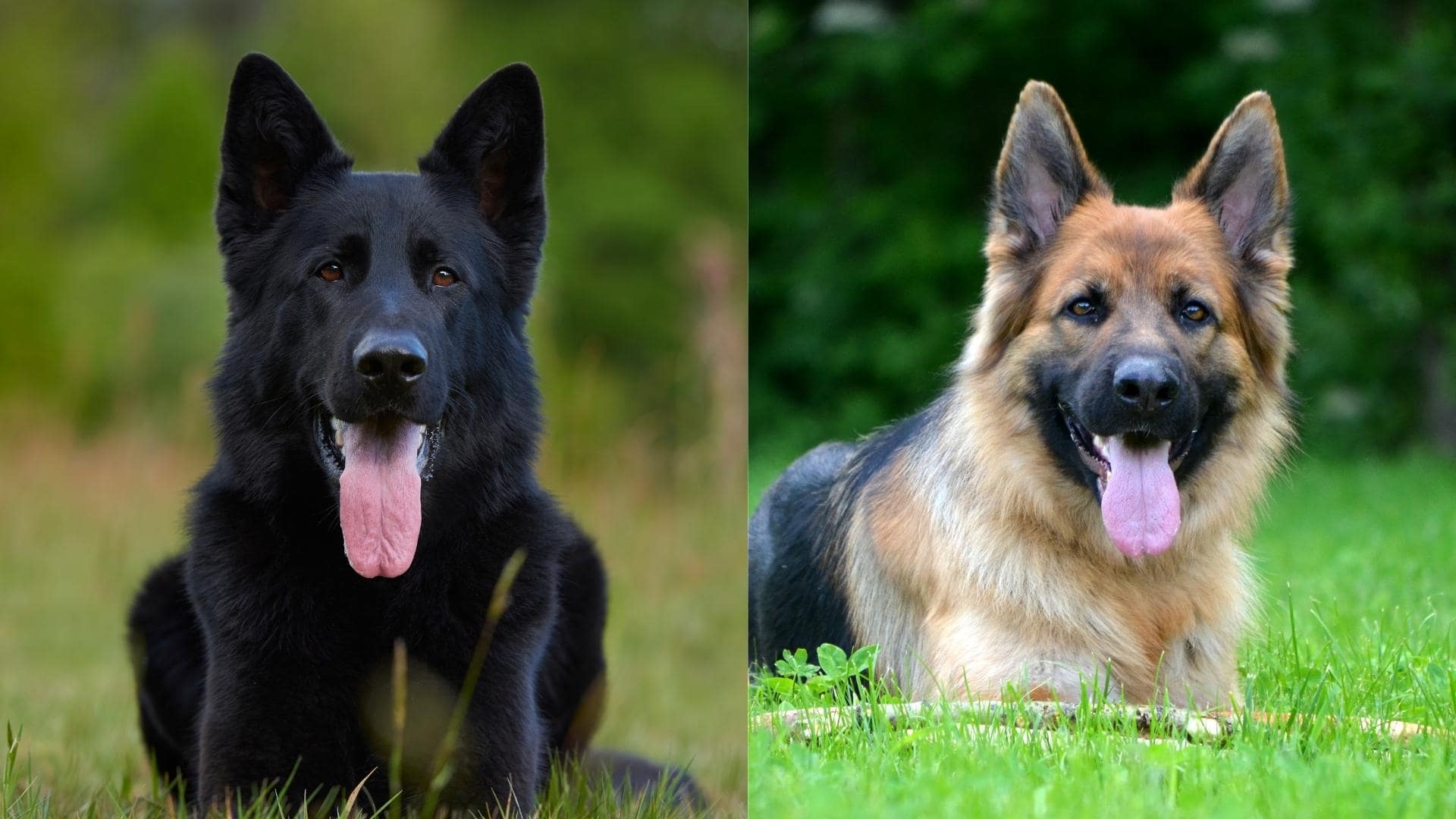 German Shepherd Ear Chart & Position Meanings (+ Ear Stages)