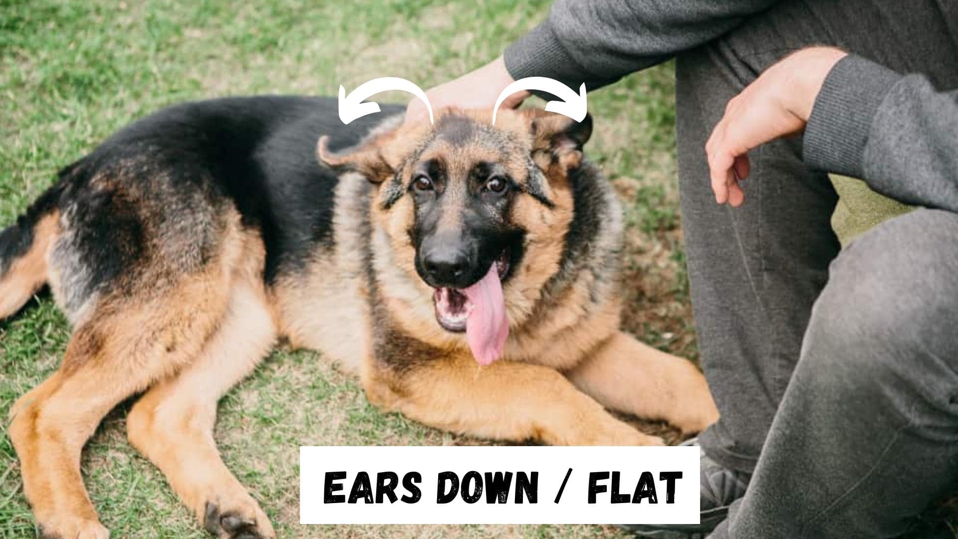 German Shepherd Ear Chart & Position Meanings (+ Ear Stages)