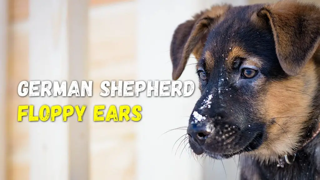 German Shepherd with floppy ears