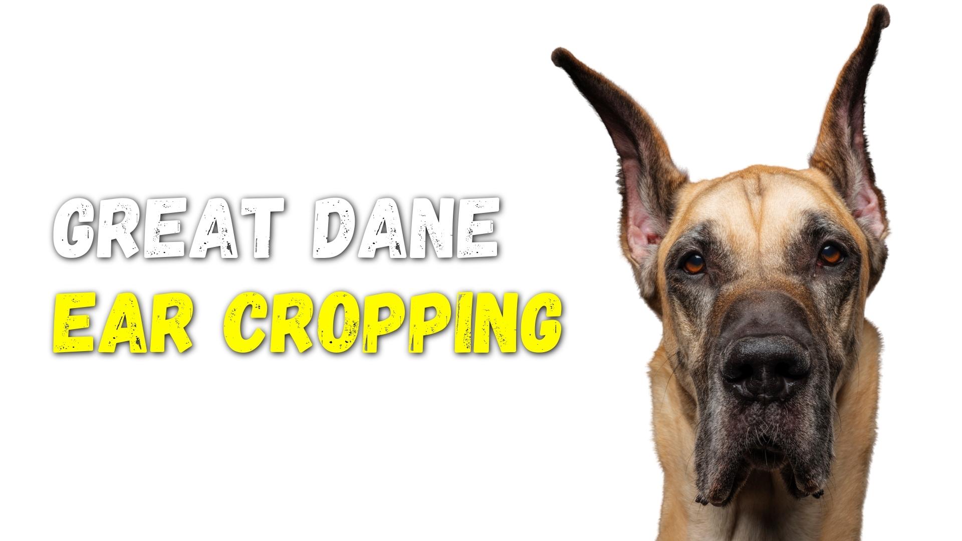Great Dane Ear Cropping: Why Are Great Dane Ears Cropped?