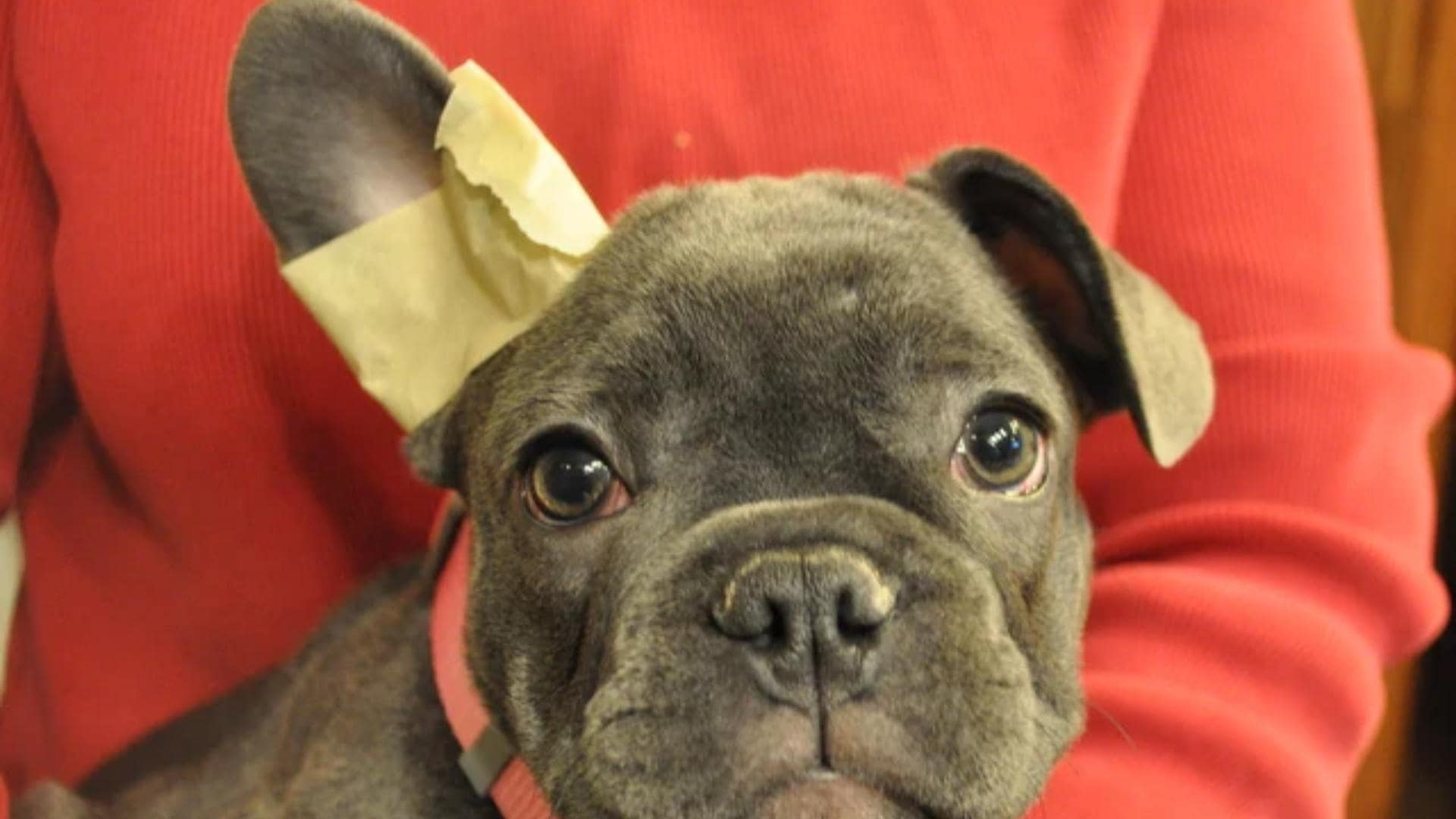 French Bulldog Floppy Ears: Why It Happens & 5 Fixes