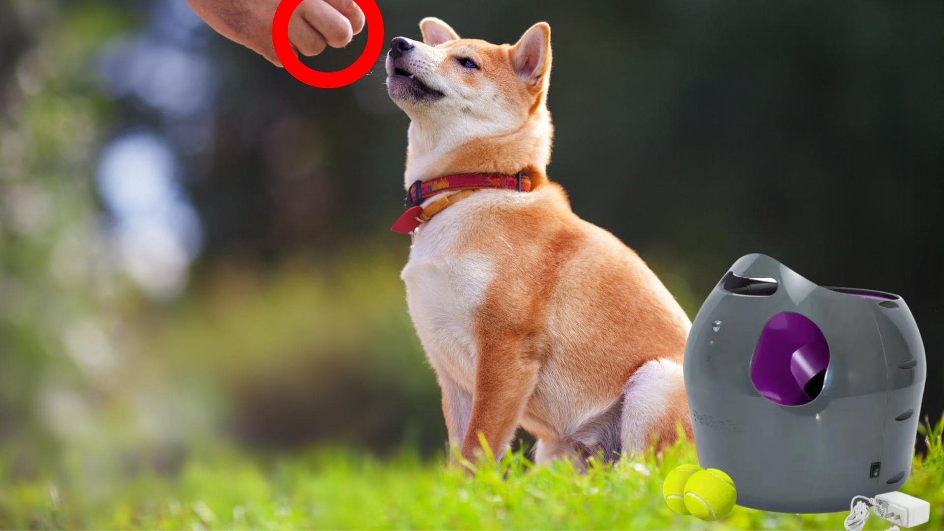 How To Teach a Dog To Use An Automatic Ball Launcher