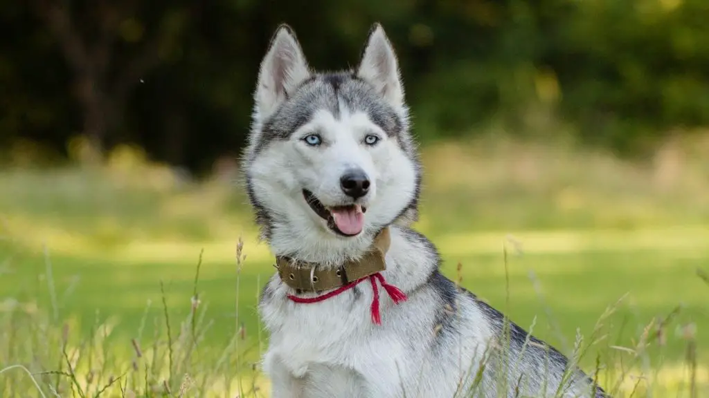 Husky Ears normal