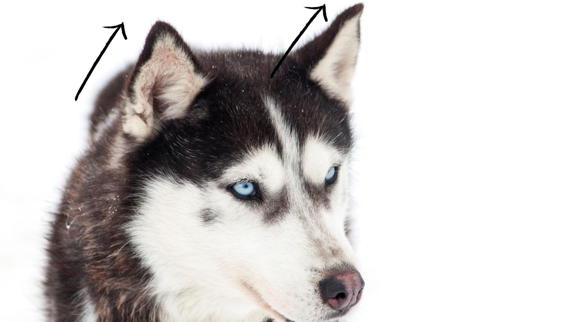 Husky Ears Position Meanings Husky Puppy Ear Stages husky-ears-position-meanings-husky-puppy-ear-stages