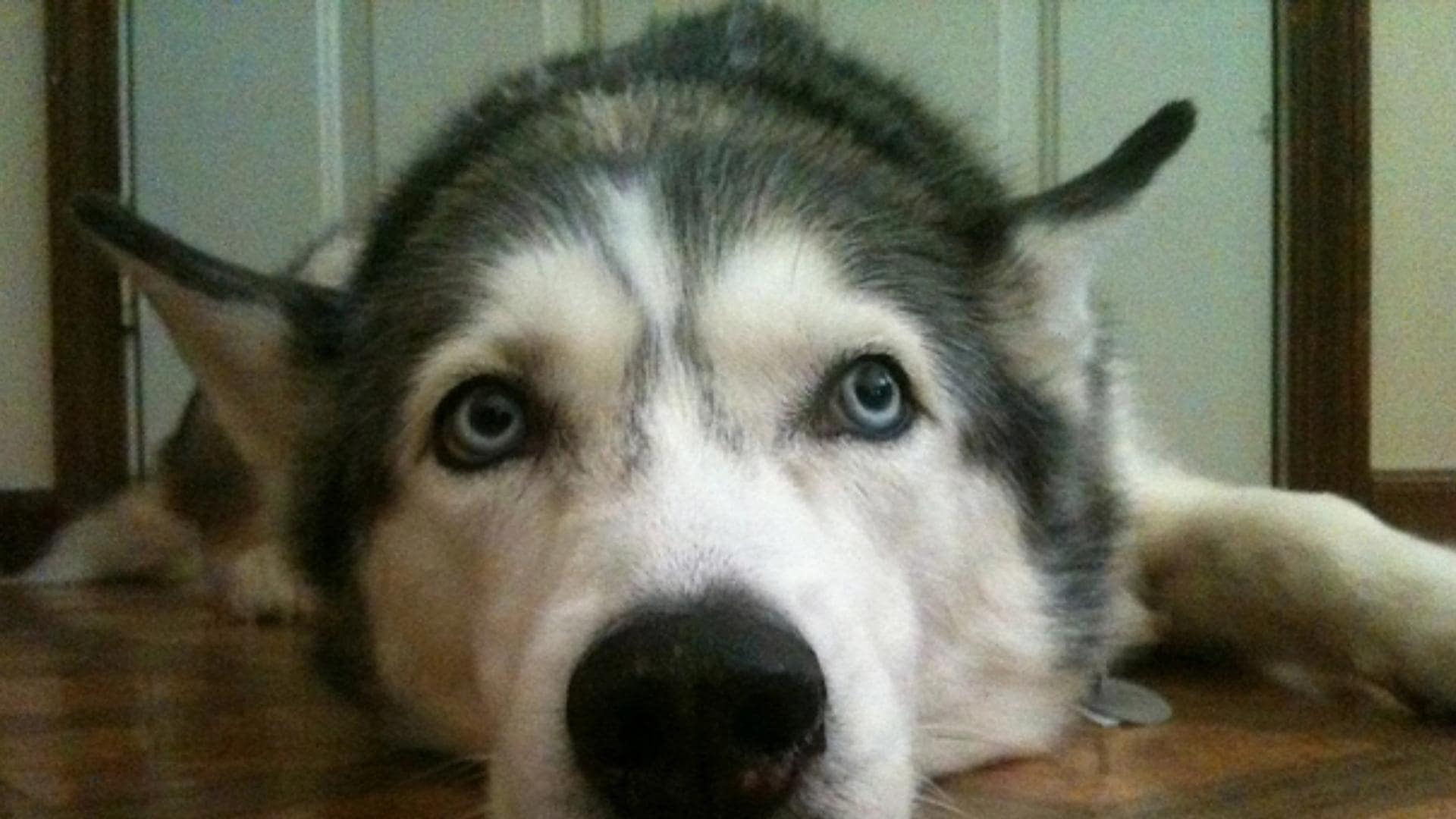 Husky Ears Position Meanings & Husky Puppy Ear Stages