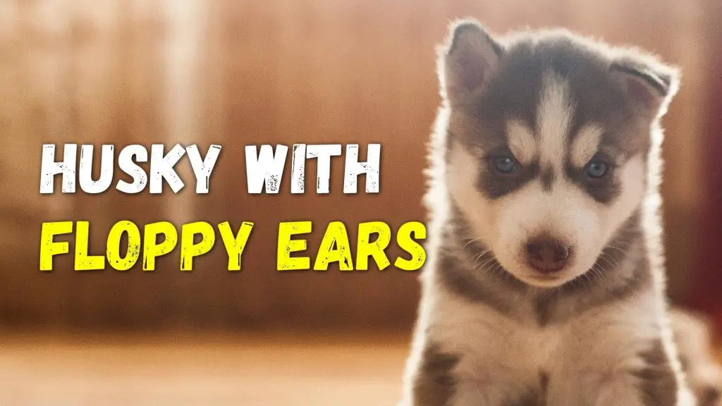Husky With Floppy Ears