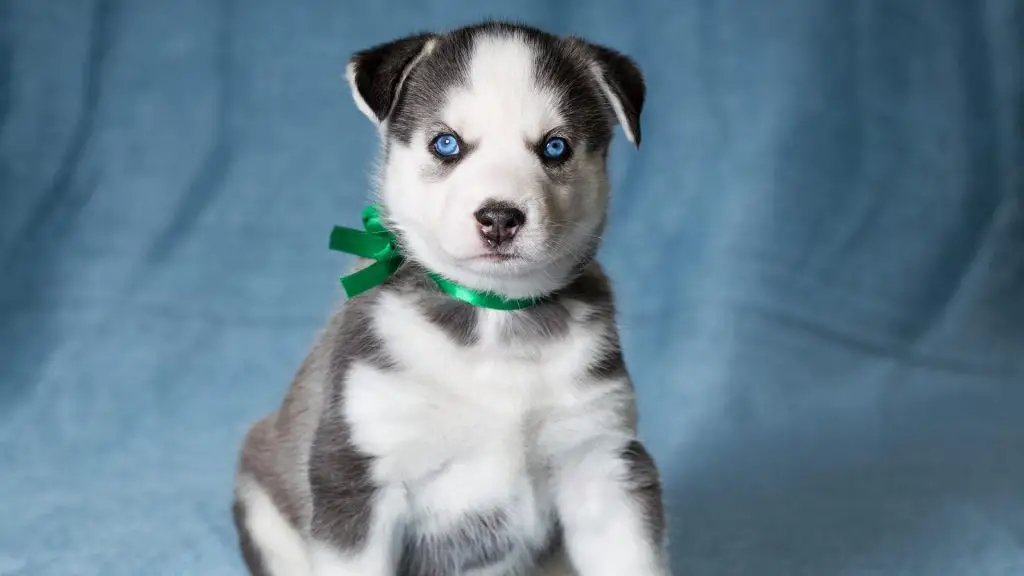 Husky puppy floppy Ears