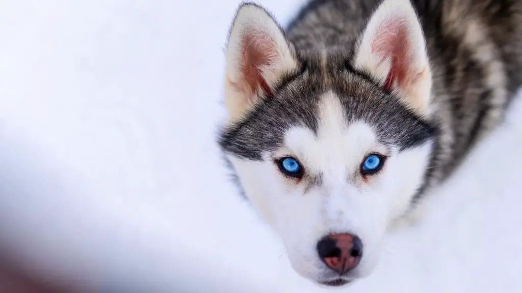 Husky puppy