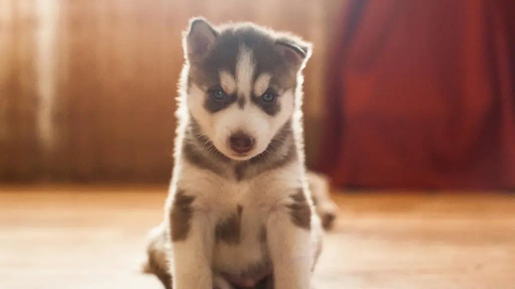 Husky puppy with floppy ear