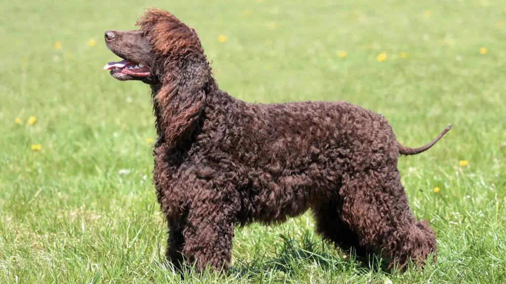 Irish Water Spaniel