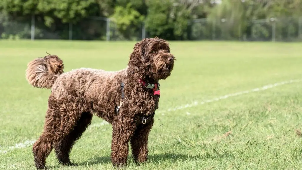 Labradoodle