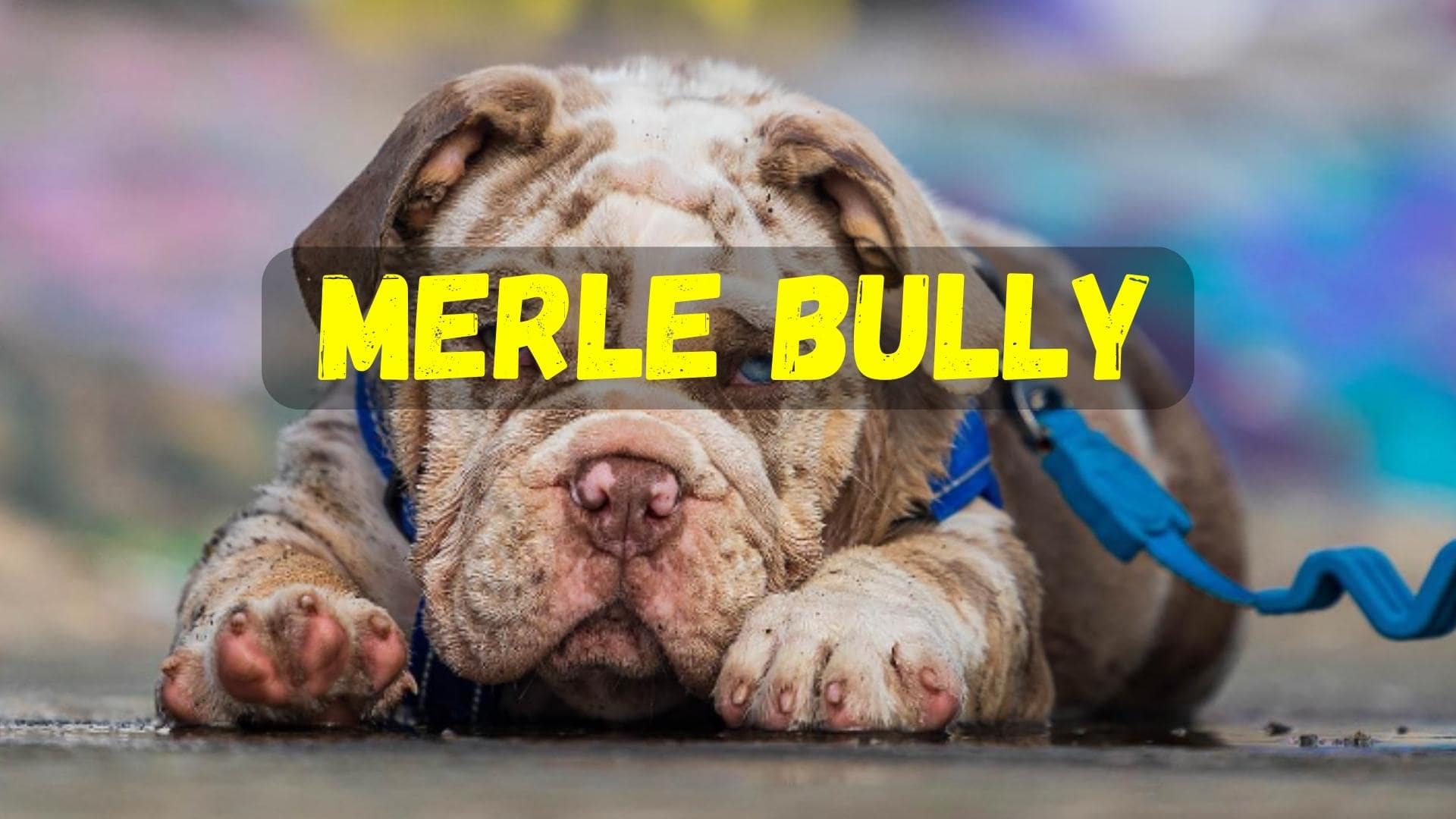 The Merle Bully: Simple Guide To These Controversial Dogs