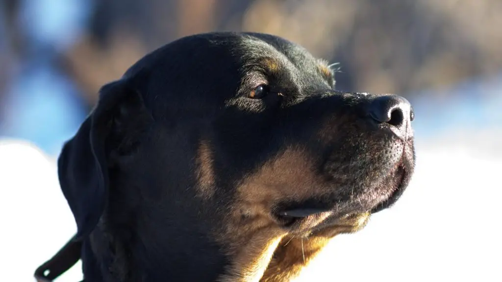 Rottweiler Ears