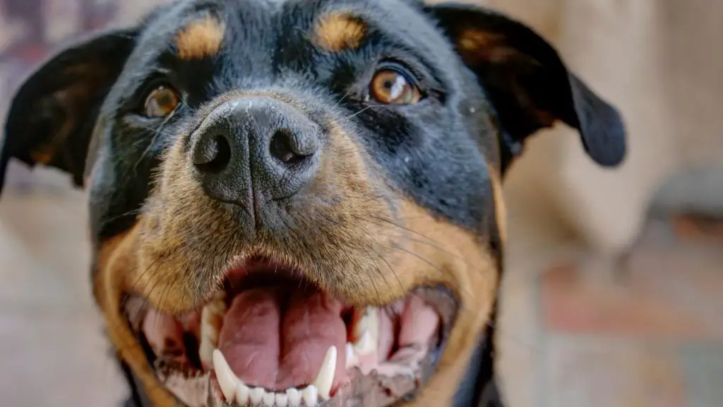 Rottweiler Ears Cropped