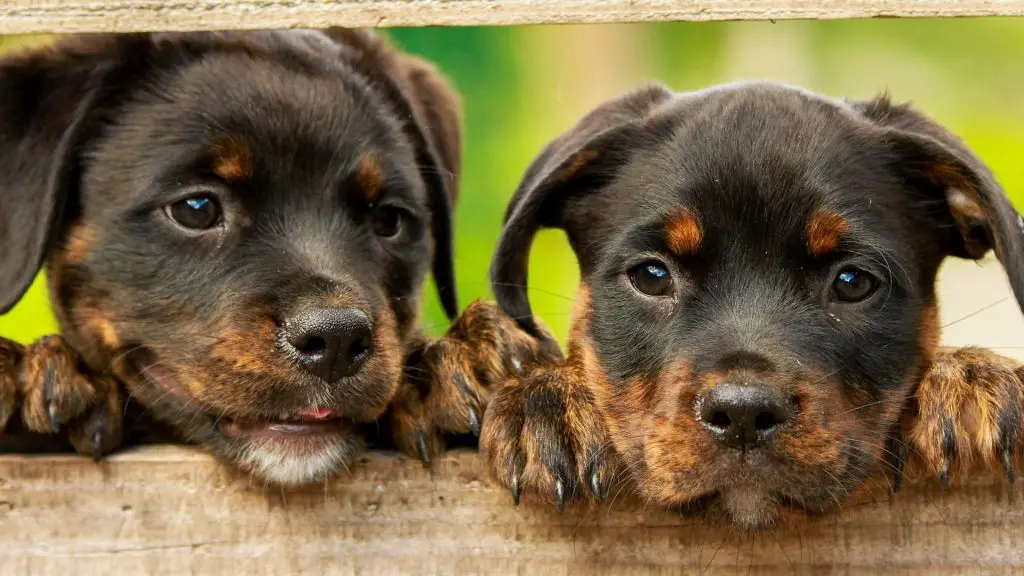 Rottweiler Puppy Ears