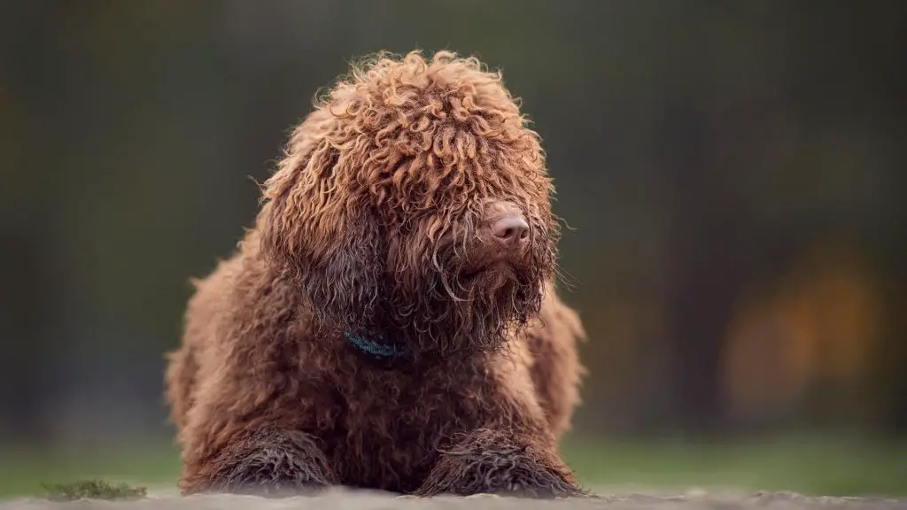 Spanish Water Dog