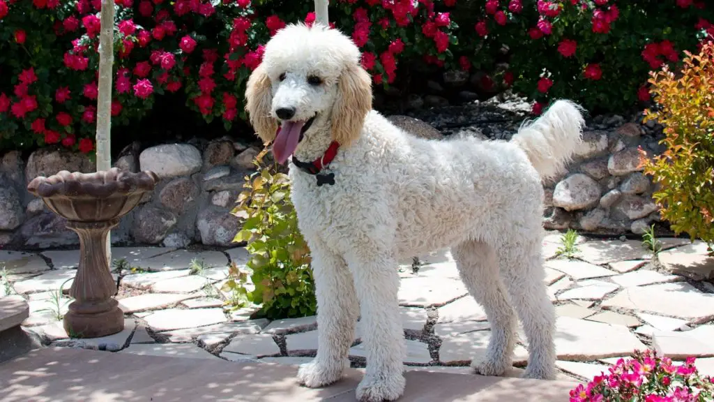 Standard Poodle