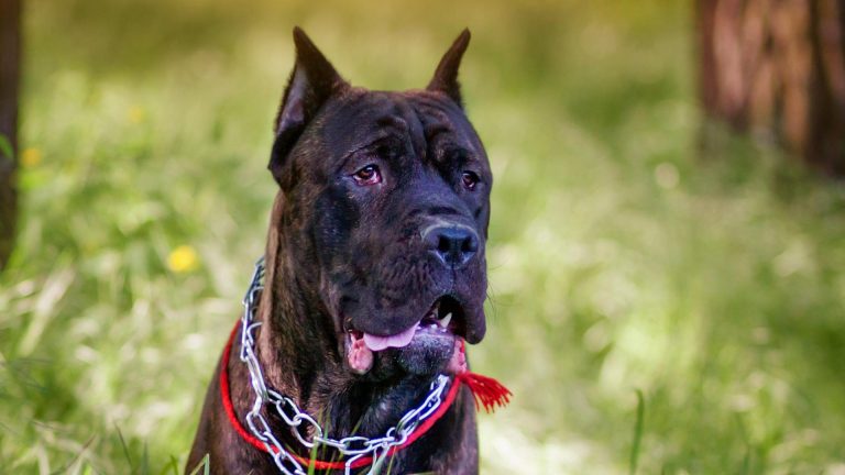 Cane Corso Ear Cropping: Why Are Cane Corso Ears Cropped?