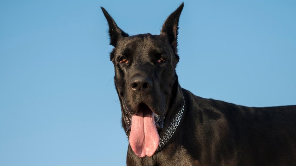 Why Are Great Danes Ears Cropped